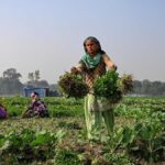 Rethinking India Farm Future: Calls Grow for a Green Revolution 2.0