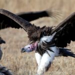 New National Survey Warns of Sharp Decline in India’s Vulture Nesting Sites