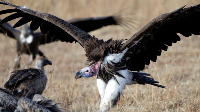 New National Survey Warns of Sharp Decline in India’s Vulture Nesting Sites