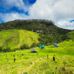 How Pampadum Shola Fight Against Wattle Is Rewriting India’s Ecological Restoration Playbook