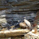 Long-Billed Vultures in Telangana Show Declining Breeding Success Linked to Water Pollution