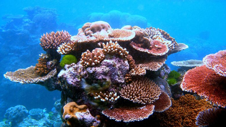 World Largest Coral Cryobank Works to Secure Reef Future as Bleaching Threat Grows