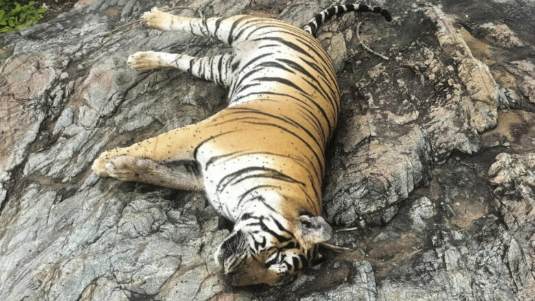 Karnataka State Wildlife Board Recommends Forest Land Diversion, Orders CID Probe into Tiger Cub Filming