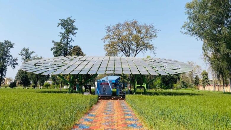 India Solar Trees Cut Carbon and Generate Power, Offering a New Model for Clean Energy