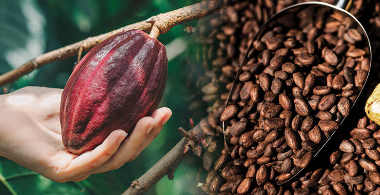 Study says it’s already too late to fully save luxury crops like coffee, chocolate, and wine