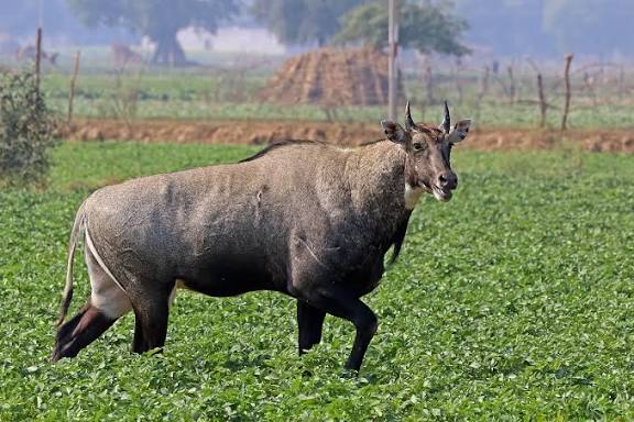Madhya Pradesh conducts large-scale herding of blackbuck and Nilgai to reduce crop damage