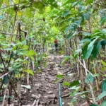 Forest of hope: Paschim Bardhaman battle to save its last green lung