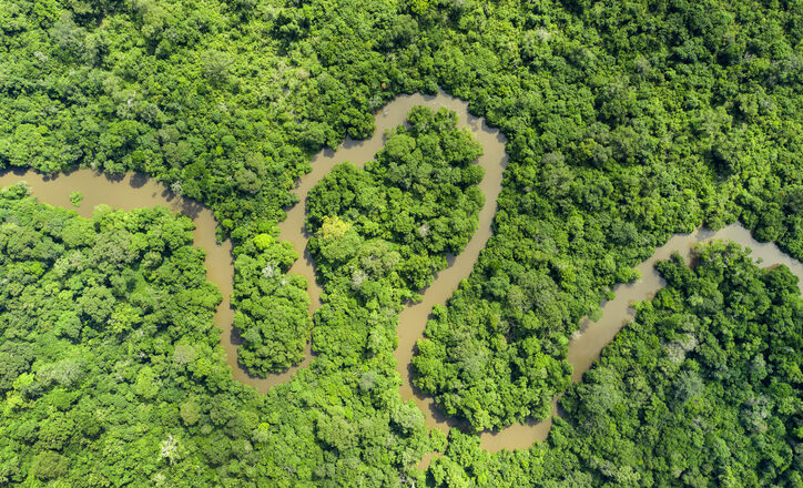 The Rainforest the World Forgot: The Urgent Crisis in the Congo Basin
