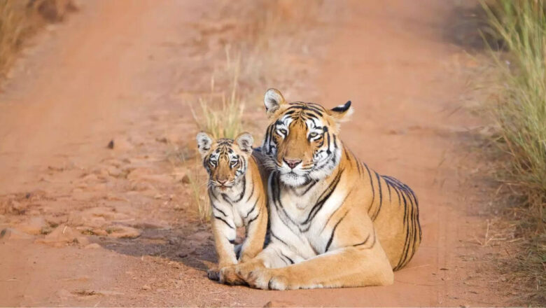 SC Curbs Tiger Safaris as IUCN Flags Western Ghats and Two National Parks for ‘Significant Concern’