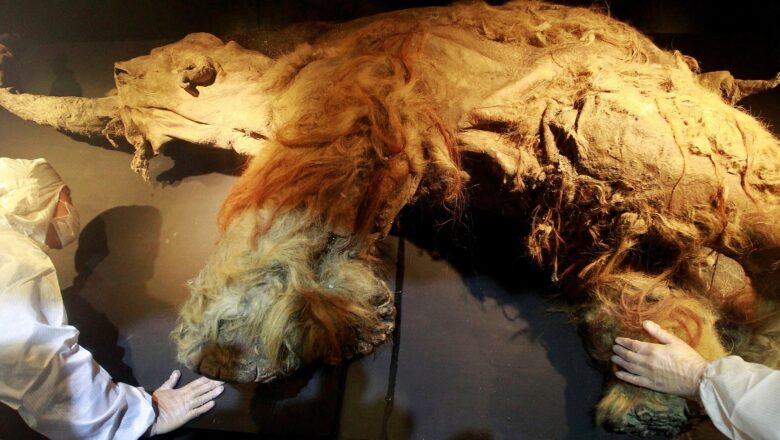 39,000 Year-Old Woolly Mammoth RNA Unlocks Secrets of Ice Age Biology