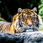Why Tiger Conservation Needs Democracy, Not Displacement