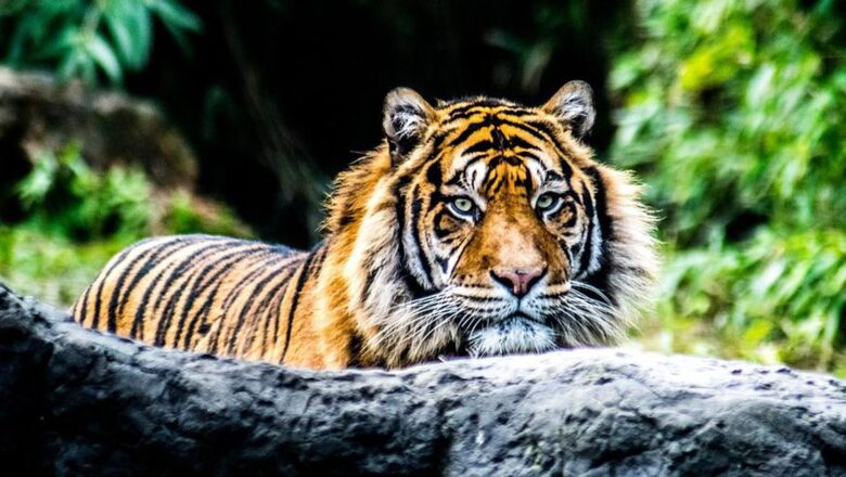 Why Tiger Conservation Needs Democracy, Not Displacement