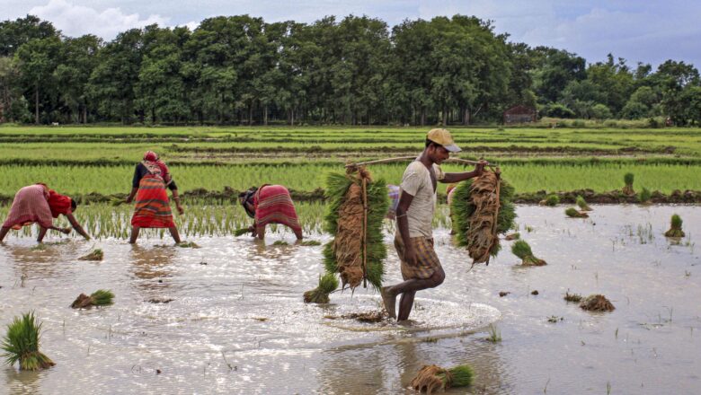 Tamil Nadu Record Paddy Harvest Turns Into Procurement Crisis Amid Monsoon, Moisture Rules and Storage Shortfalls
