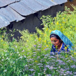 Seed Keepers of the Himalayas: How Mountain Women Protect India Food Heritage