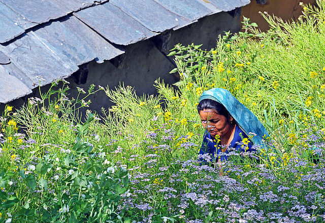 Seed Keepers of the Himalayas: How Mountain Women Protect India Food Heritage