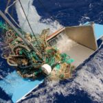 Great Pacific Garbage Patch Found to Host Thriving, Unexpected Marine Ecosystem