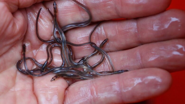 Eel Populations Decline as Global Debate Intensifies Over Sushi Industry Trade Rules