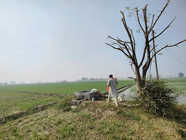 Heat Stress Puts India Agriculture Among High-Risk in Asia-Pacific, Warns UN ESCAP Report