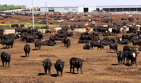 Developing Nations Demand “Meat Tax” From High-Income Countries at COP30