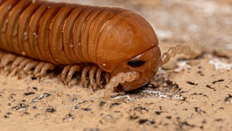 Car-Sized Millipede Fossil Unearthed in Northumberland Reveals Ancient Giant Arthropod