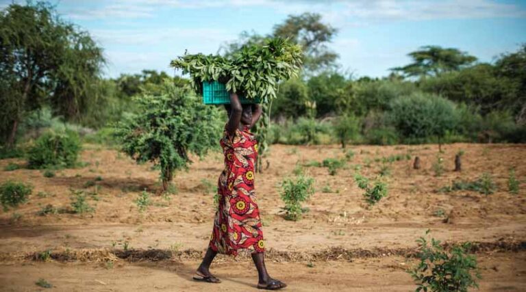 FAO Warns of Looming Global Food Crisis as Agricultural Resources Decline