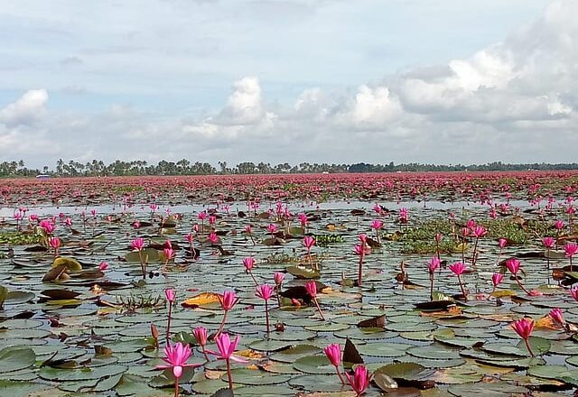 Waterlily bloom turns Kuttanad into a tourist draw but threatens paddy future