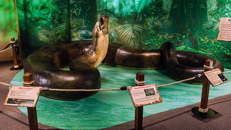 Meet Titanoboa, The Enormous Snake That Ruled Earth After The Dinosaur Age