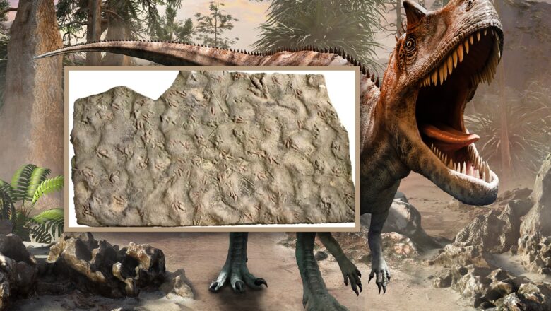 Ancient Dinosaur Footprints Found In Chinese Village After Two Brothers Discover Hidden Fossils