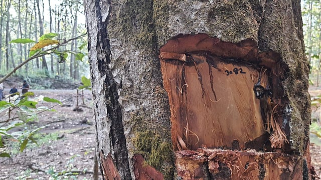 Alarming pest outbreak threatens thousands of sal trees in Madhya Pradesh forests