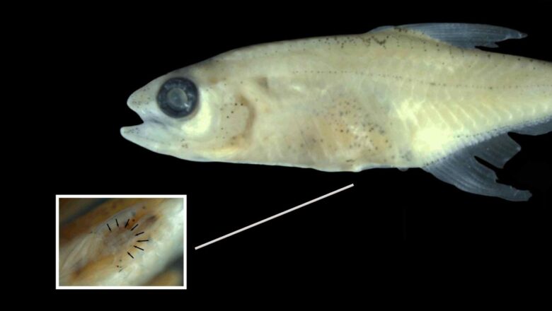Tiny Amazon fish discovered with mysterious new organ surprises scientists