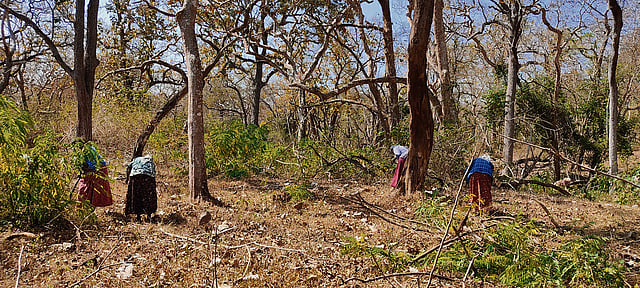 India Confronts Ecological Emergency as Invasive Plants Rapidly Transform Natural Landscapes