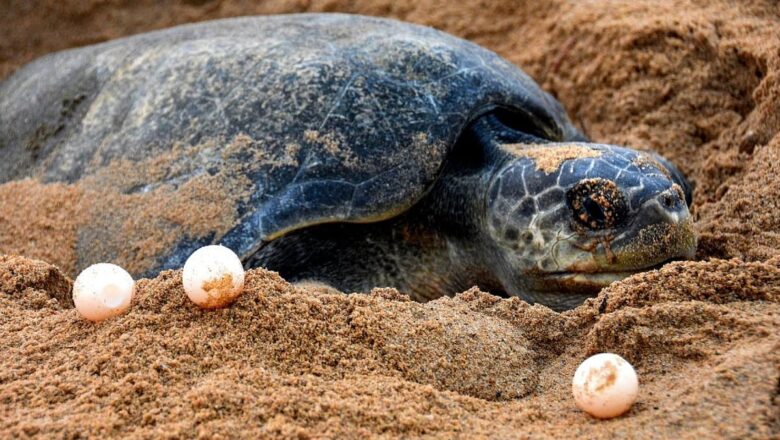 One Million Olive Ridley Turtle Nests Recorded on India’s Coast, Marking a Stunning Conservation Success