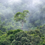 Millions of hectares still being cut down every year as experts call for stronger global forest protection