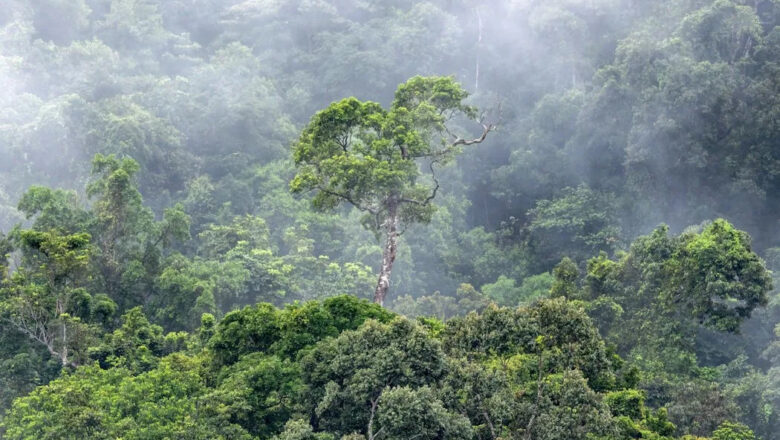Millions of hectares still being cut down every year as experts call for stronger global forest protection