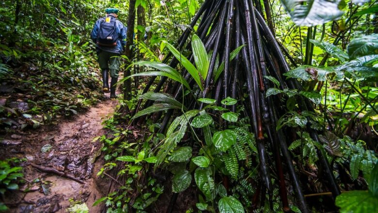 Meet the ‘walking tree’ tourists are fascinated by but is it really walking?
