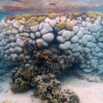 Heat stress and rare disease wipe out Goniopora corals on the Great Barrier Reef