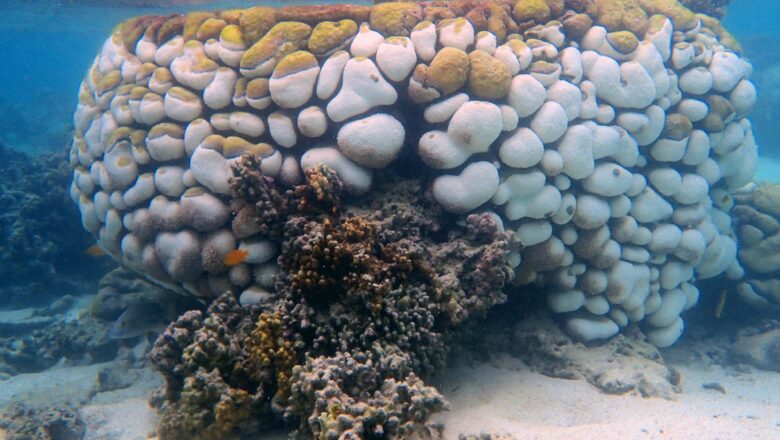 Heat stress and rare disease wipe out Goniopora corals on the Great Barrier Reef