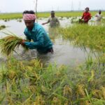 Rice fields are drowning as floods accelerate global food security crisis