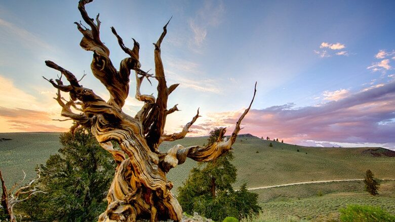 Prometheus Ancient Tree Lived for Five Millennia, was cut down before its age was known