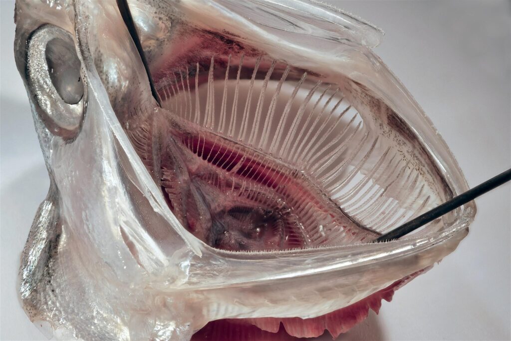 Scientists Develop Fish-inspired Filter Removes 99% Microplastic from Wastewater