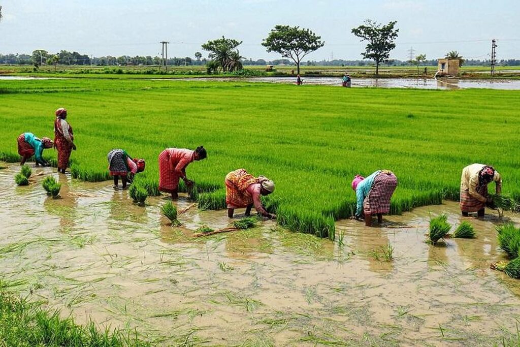 Tamil Nadu Study Shows Integrated Rice Farming Can Cut Emissions and Boost Yields