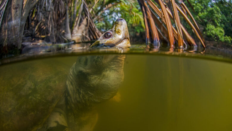 Rare River Terrapin Returns from the Brink of Extinction in the Sundarbans