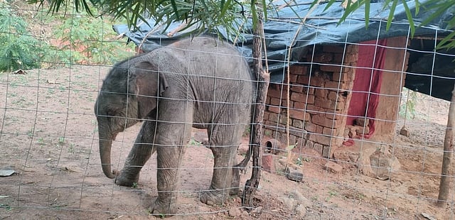 Shivering Elephant Calf in Odisha’s Kalahandi Highlights India Deepening Human–Wildlife Conservation Crisis