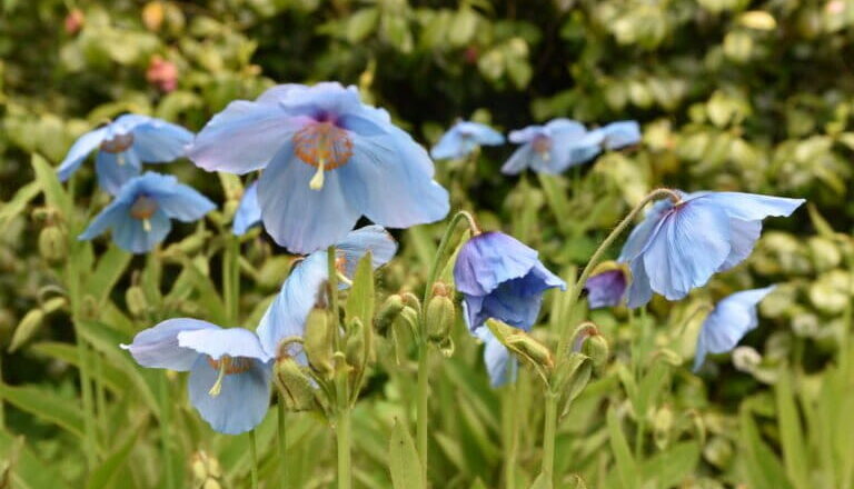Medicinal herbs that healed generations are disappearing as climate change reshapes nature