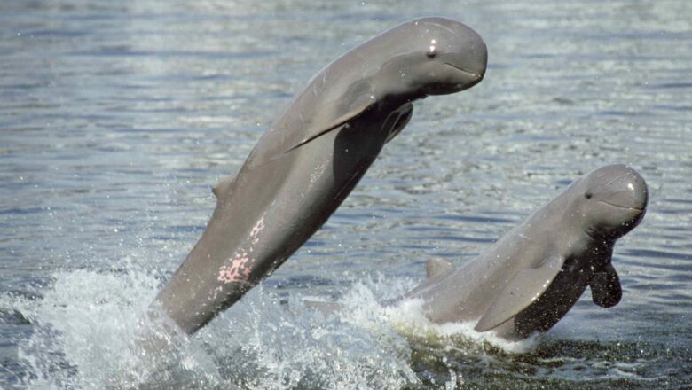 Asia Gentle River Dolphin Is Disappearing: Why the Irrawaddy Dolphin Is on the Brink of Extinction