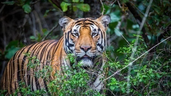Gujarat Returns to India Tiger Map After 36 Years as NTCA Confirms Presence of Big Cat