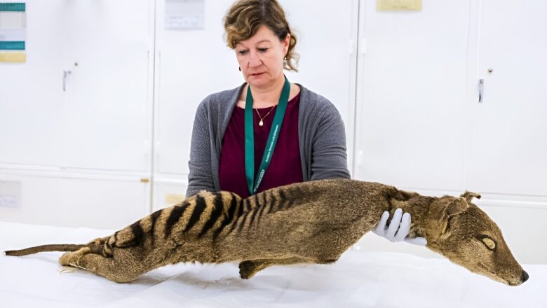 Scientists Recover RNA From an Extinct Animal for the First Time, Unlocking Gene Activity of the Tasmanian Tiger