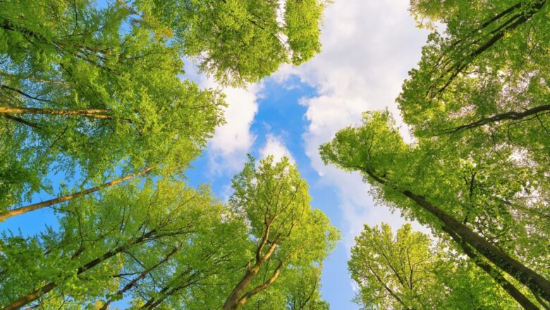 Plant Leaves Offer New Clues on How Forests React to Rising Carbon Dioxide