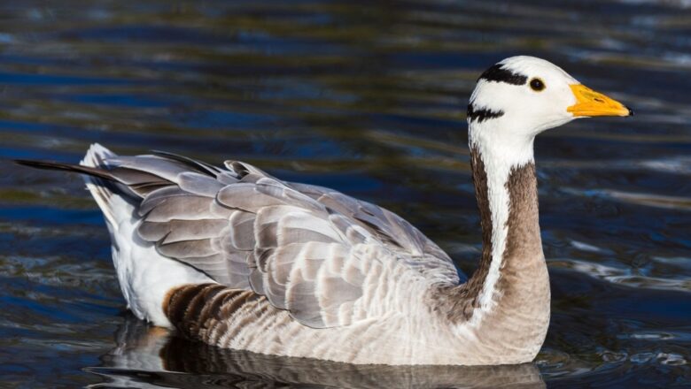 Winter Season Transforms the Yamuna Riverbanks in Delhi into a Temporary Home for Migratory Birds