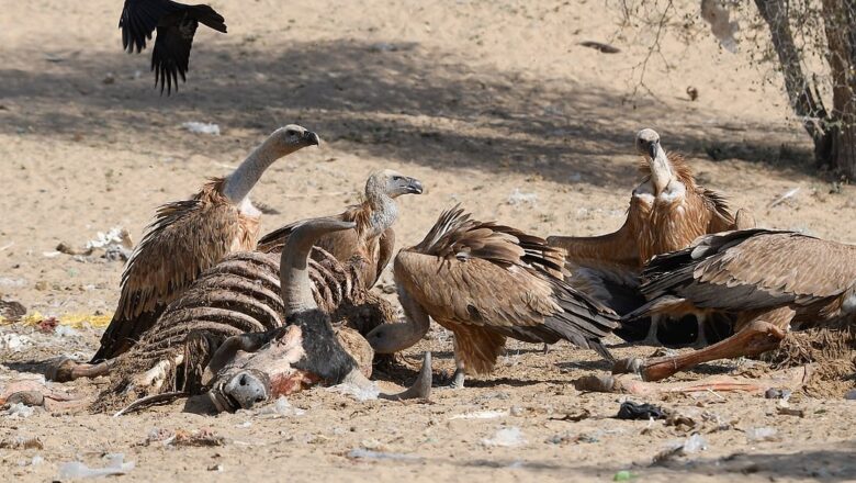 Gaushalas in Rajasthan stop using veterinary drugs harmful to vultures says BNHS